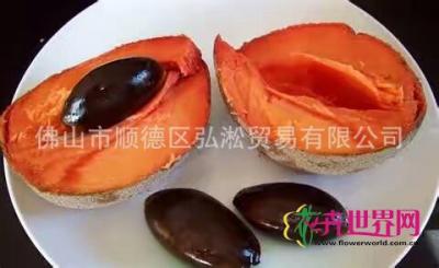 麻美果