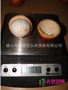 黄金山竹种子