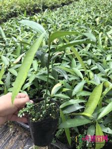黄金山竹种子